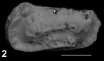 Holotype of Okadaleberis hendae Sciuto, Temani & Ammar, 2021