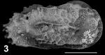 Holotype of Okadaleberis khayatii Sciuto, Temani & Ammar, 2021