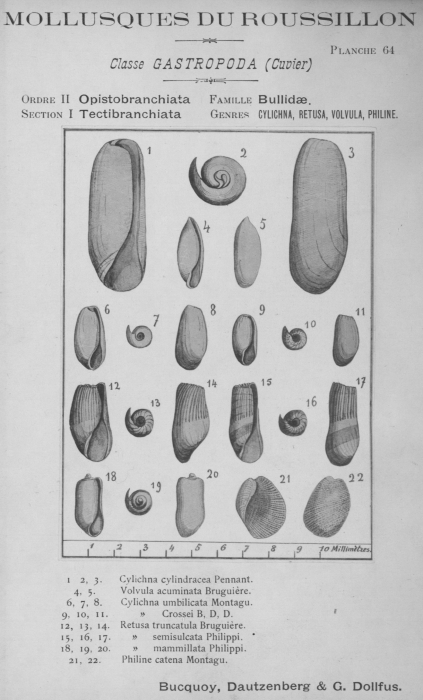 Bucquoy et al. (1882-1886, pl. 64) Bucquoy et al. (1882-1886, pl. 64)