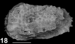 Holotype of Okadaleberis memmiae Sciuto, Temani & Ammar, 2021