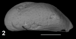 Holotype of Paijenborchellina reitanoi Sciuto, Temani & Ammar, 2021
