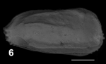 Holotype of Ruggieria quadricarinata Sciuto, Temani & Ammar, 2021