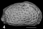 Holotype of Urocythere (Pokornyella) salaktaensis Sciuto, Temani & Ammar, 2021