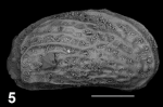 Holotype of Dorukella crasquinae Sciuto, Temani & Ammar, 2021 