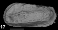 Holotype of Okadaleberis decimai Sciuto, Temani & Ammar, 2021