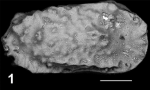 Holotype of Okadaleberis guerneti Sciuto, Temani & Ammar, 2021
