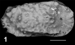 Ostracoda (seed shrimp)