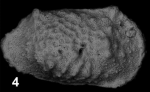 Holotype of Okadaleberis benzartiae Sciuto, Temani & Ammar, 2021