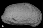 Holotype of Tyrrhenocythere pulcherrima Sciuto, Baldanza, Teman & Privitera, 2017