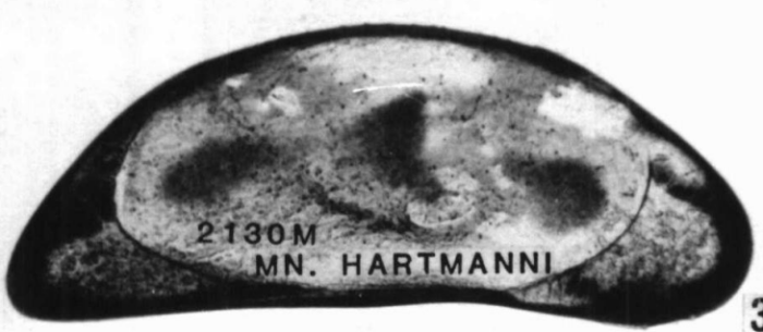 Holotype of Macrocyprina hartmanni Maddocks, 1990 Holotype of Macrocyprina hartmanni Maddocks, 1990
