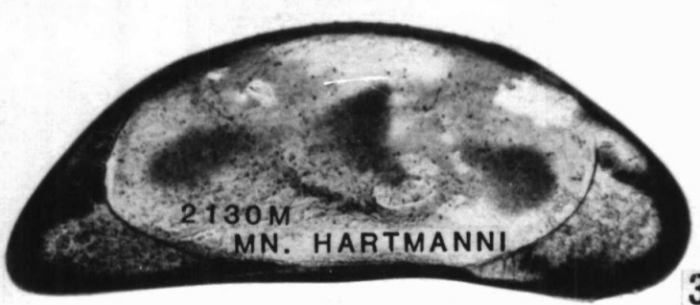 Holotype of Macrocyprina hartmanni Maddocks, 1990