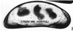 Holotype of Macrocyprina hortuli Maddocks, 1990