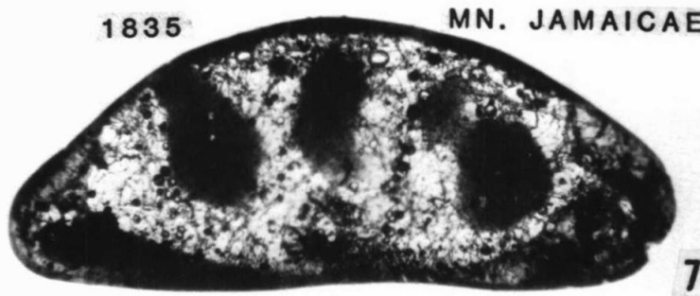 Holotype of Macrocyprina jamaicae Maddocks, 1990