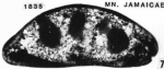 Macrocyprididae