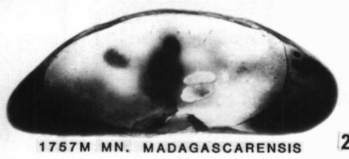 Holotype of Macrocyprina madagascarensis Holotype of Macrocyprina madagascarensis