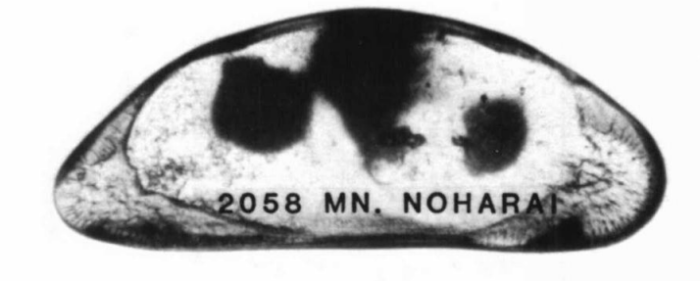 Holotype of Macrocyprina noharai Maddocks, 1990 Holotype of Macrocyprina noharai Maddocks, 1990