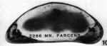 Holotype of Macrocyprina parcens Maddocks, 1990