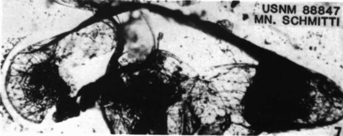 Holotype of Macrocyprina schmitti Tressler, 1949 Holotype of Macrocyprina schmitti Tressler, 1949