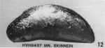 Holotype of Macrocyprina skinneri Kontrovitz, 1976
