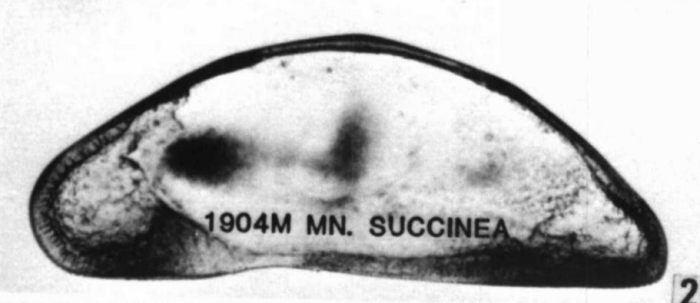 Lectotype of Macrocyprina succinea (M�ller, 1894) Triebel, 1960