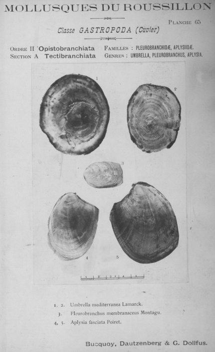 Bucquoy et al. (1882-1886, pl. 65) Bucquoy et al. (1882-1886, pl. 65)