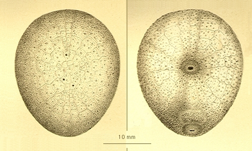 Urechinus naresianus Urechinus naresianus