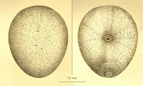 Urechinus naresianus