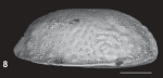 Holotype of Microxestoleberis scillae Sciuto, 2016