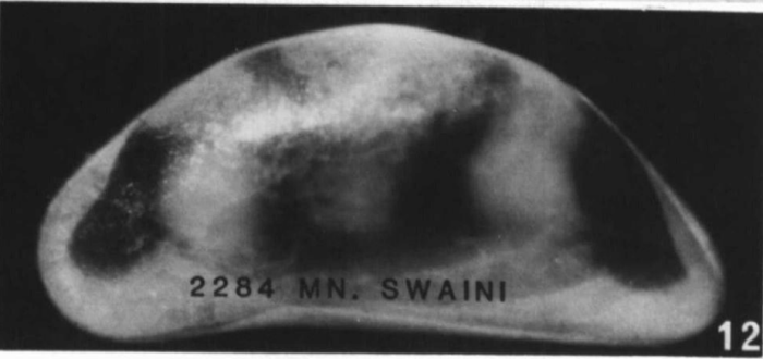 Holotype of Macrocyprina swaini Maddocks, 1990 Holotype of Macrocyprina swaini Maddocks, 1990