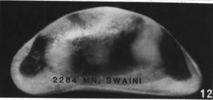 Holotype of Macrocyprina swaini Maddocks, 1990