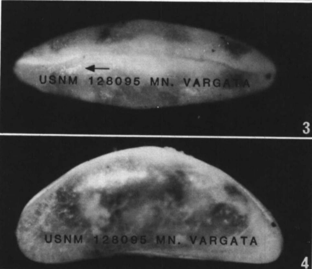 Holotype of Macrocyprina vargata Allison & Holden, 1971 Holotype of Macrocyprina vargata Allison & Holden, 1971