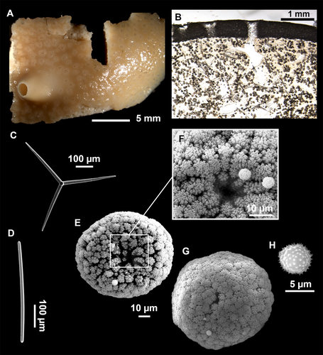 Holotype