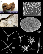 Penares euastrum Holotype