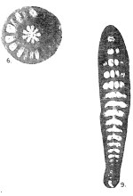 Praerhapydionina delicata Henson, 1950