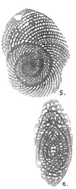 Archaias operculiniformis Henson, 1950
