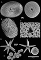 Holotype spicules