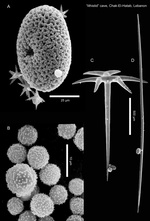 Caminella intuta spicules specimen from Chak El Hatab, Lebanon