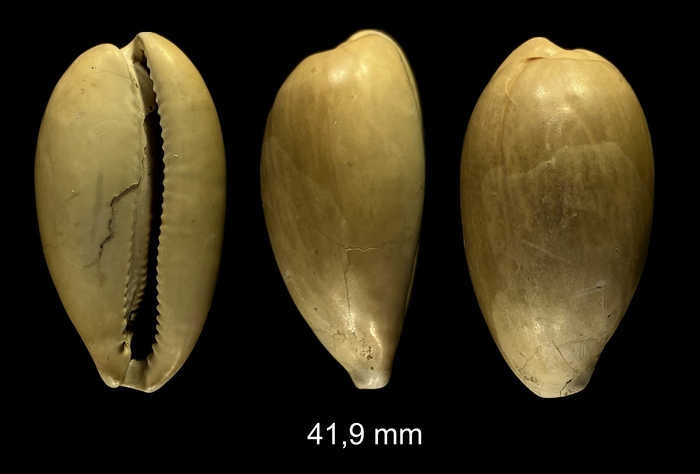 Schilderina longiscata (Mayer, 1875)