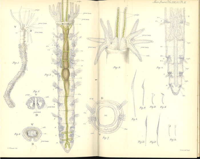 Original plate 9 for Haplobranchus aestuarinus 