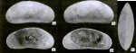Pseudocandona pumilis Würdig & Pinto, 1999 - Holotype from original discription