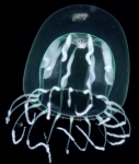 Melicertum tropicalis, medusa stage
