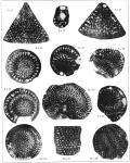 Dictyoconus arabicus Henson, 1948