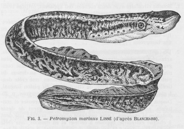 Poll (1947, fig. 003) Poll (1947, fig. 003)