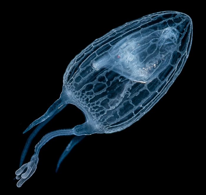 Corymorpha valdiviae, Gulfstream off Florida