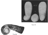 Rhapydionina urensis Henson, 1948
