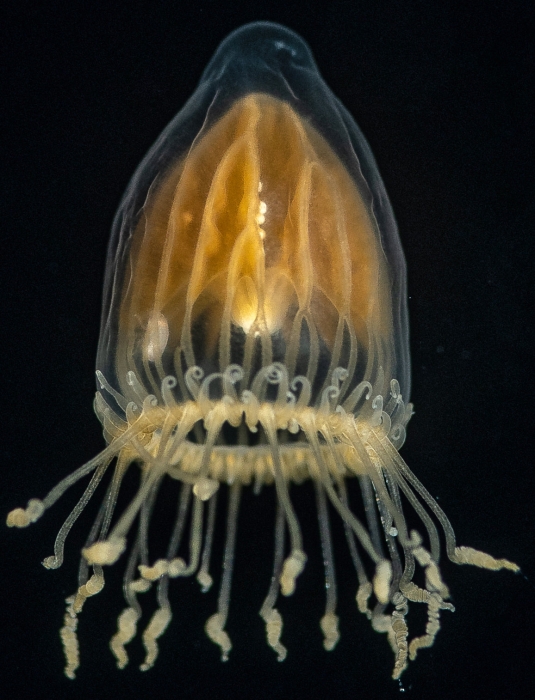 Dichotomia cannoides; from Gulfstream off Florida; bell height 6 mm