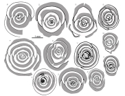 Idalina osquetaensis Serra-Kiel & Silva-Casal in Silva-Casal et al., 2021