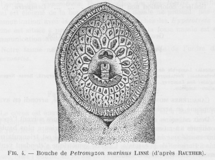 Poll (1947, fig. 004)