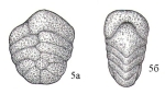 Spiroplectammina optata subsp. ksenevae Podobina, 2021