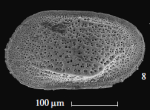 Holotype of Loxoella microfoveata  Karpuk & Tesakova, 2014